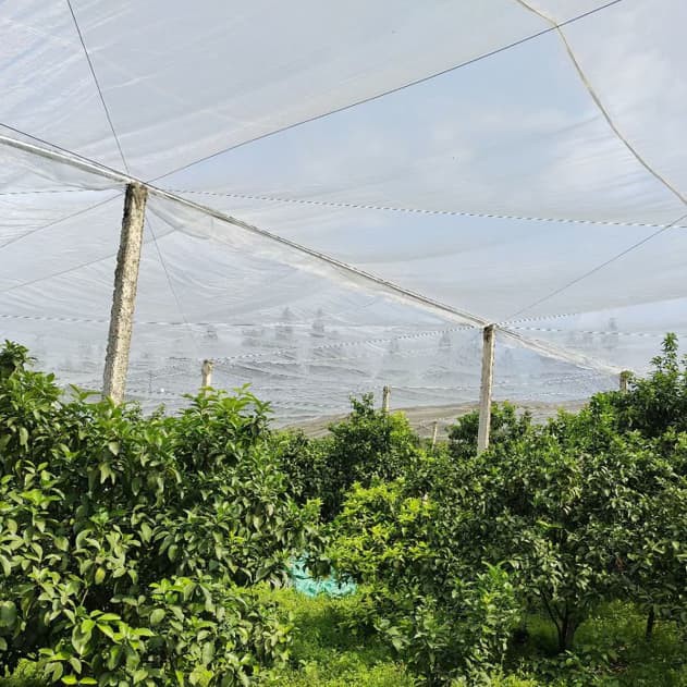 Anti Aphid Mesh 1 Anti Aphid Mesh 1